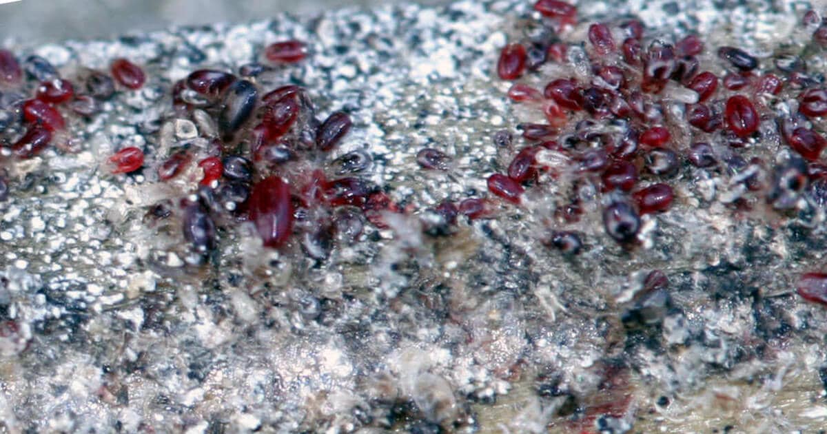 Des poux dans mon poulailler : lutter contre les poux rouges