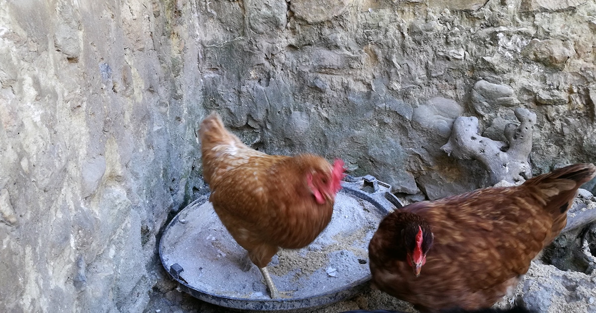 poule dans la cendre