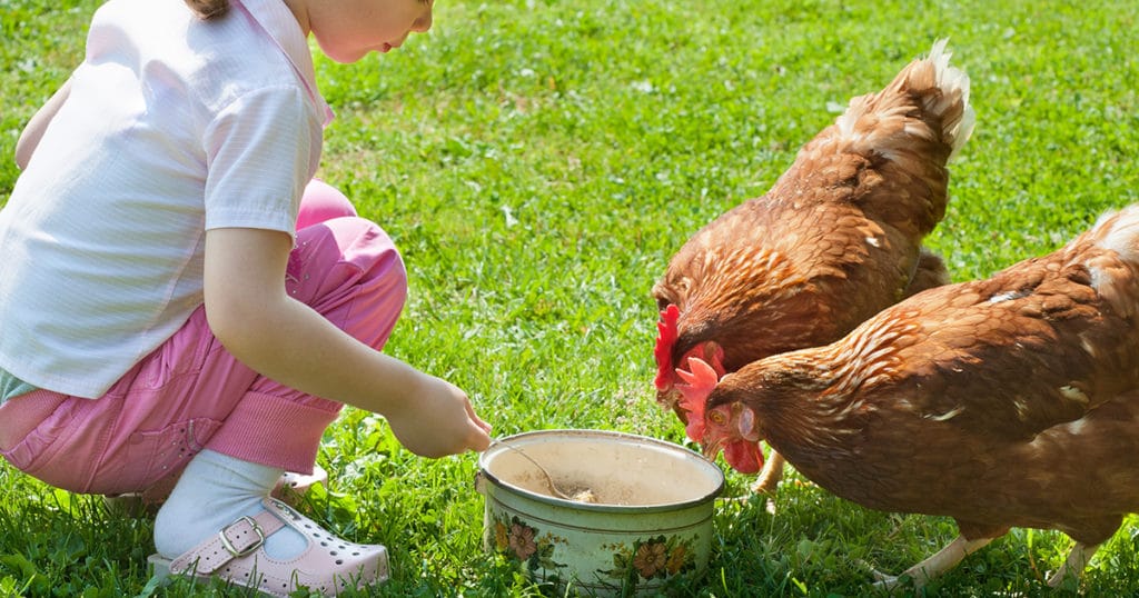 poule rousse avec enfants