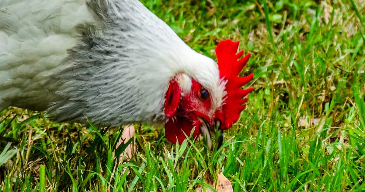 Durée de vie d'une poule : jusqu'à quel âge vivront-elles ?