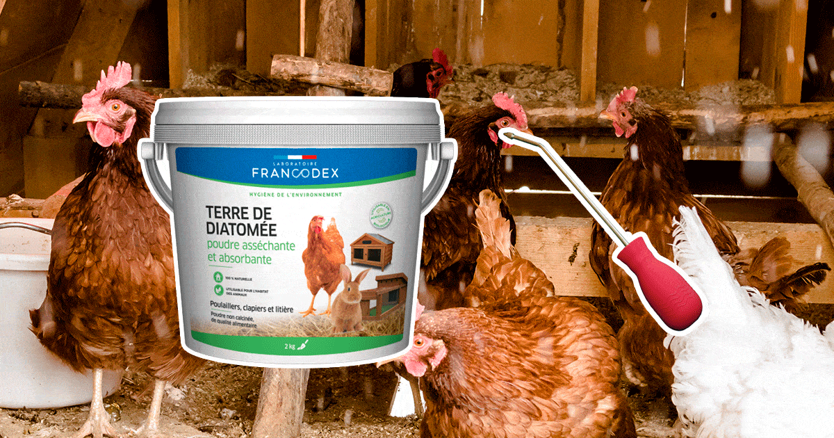 La Terre de diatomée, comment l'utiliser dans le poulailler ?