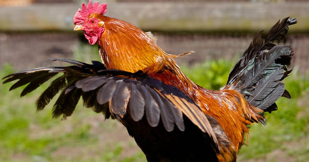 éviter que les poules s'envolent