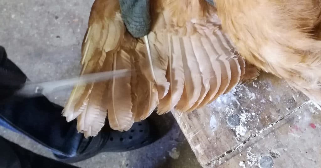 couper les plumes d'une aile