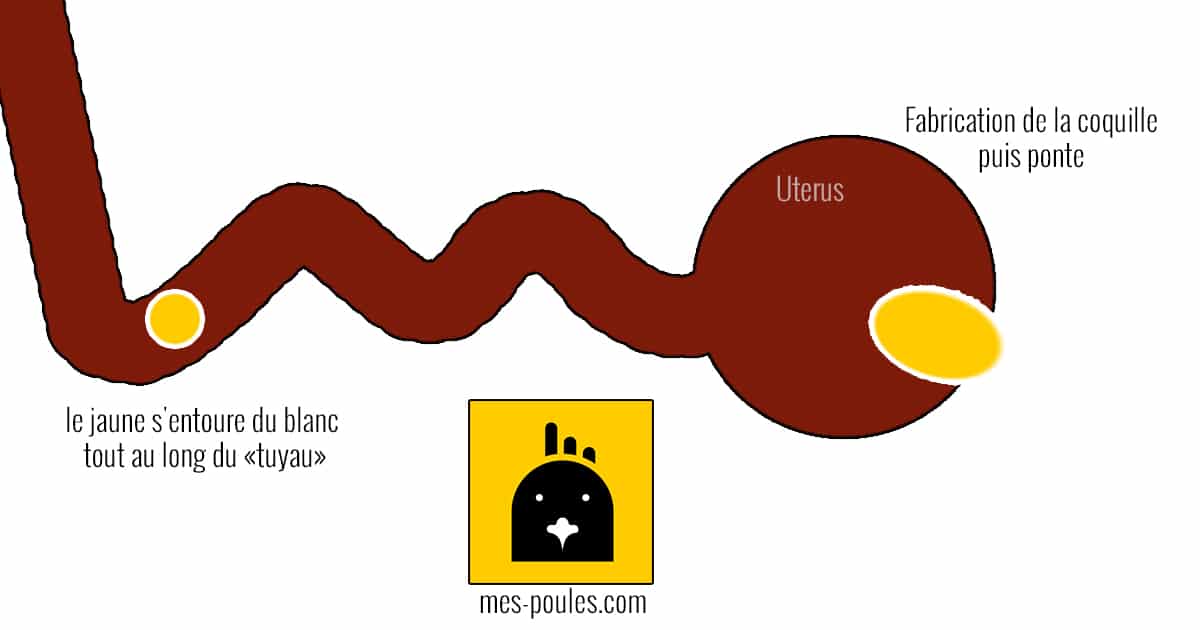 Comment est fabriqué l'oeuf ?
