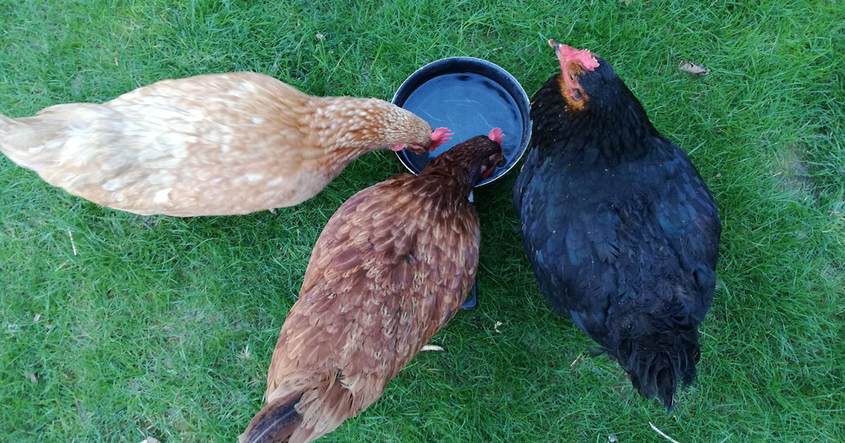 Combien une poule boit-elle d'eau par jour ?