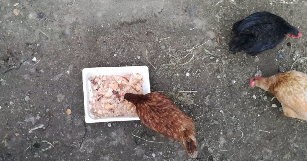 Poule qui mange des reste de pomme de terre cuite