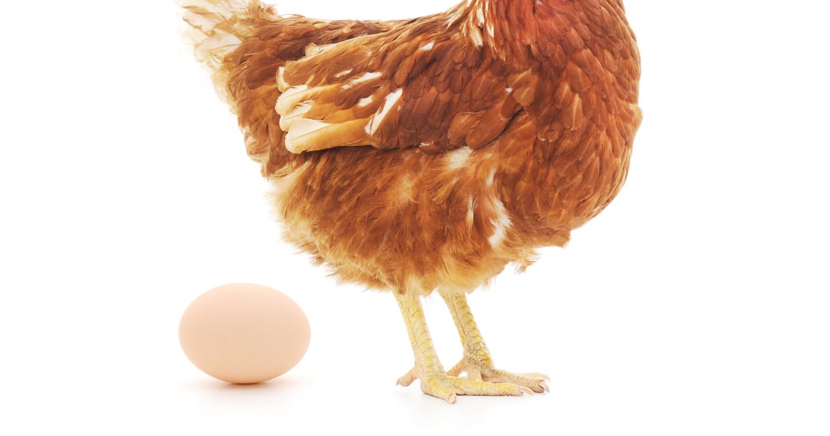 Combien d'oeuf une poule pond t-elle ?