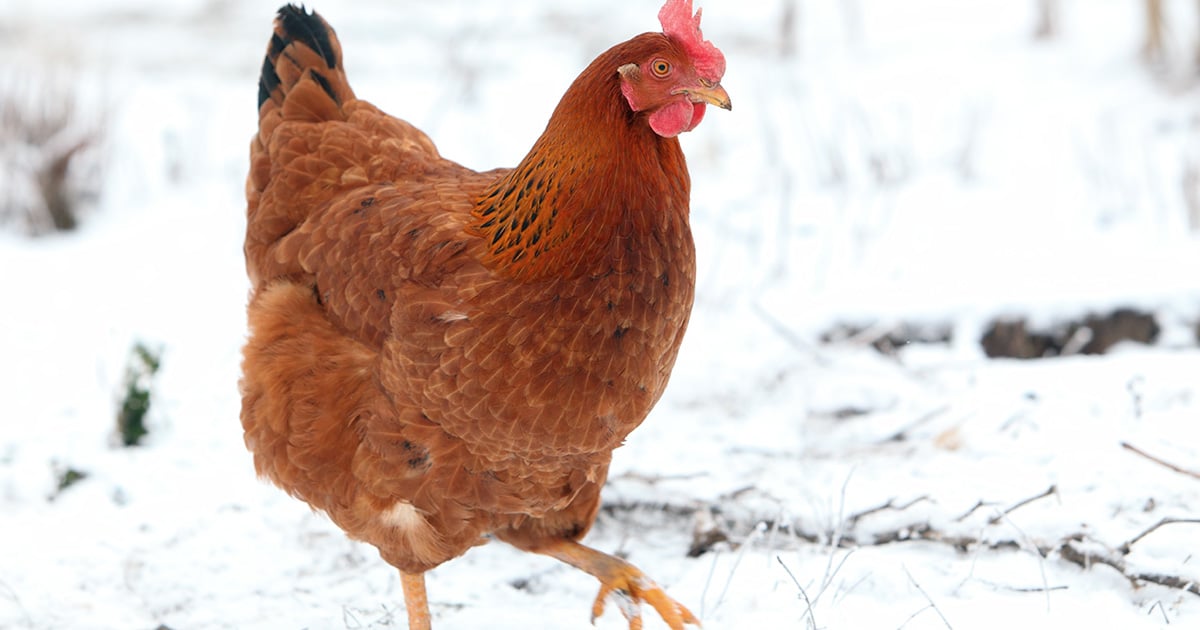 Ma poule ne pond plus en hiver