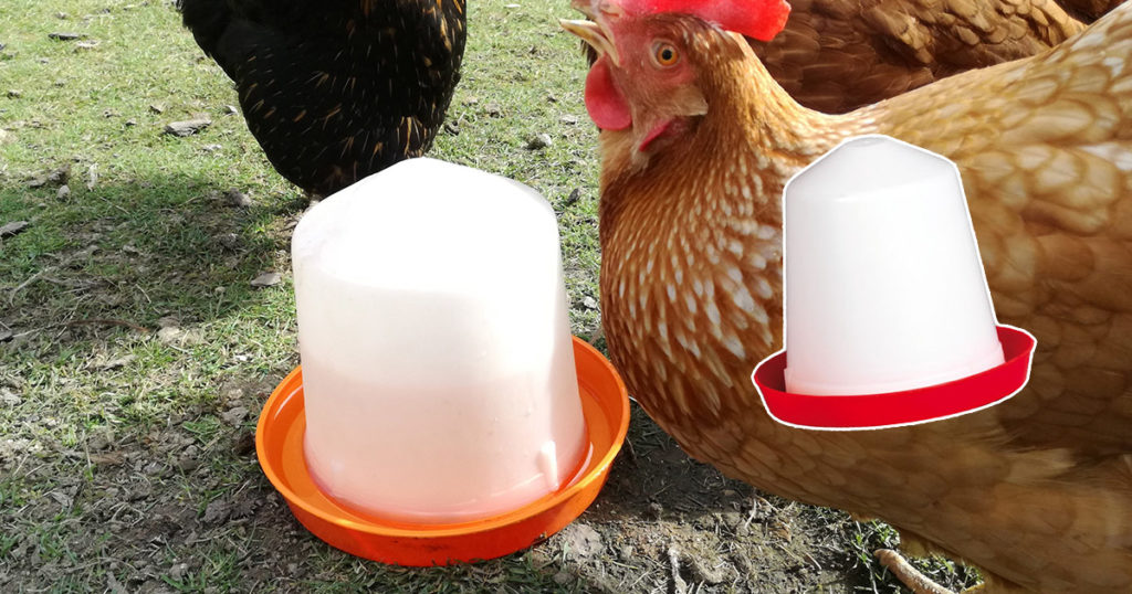 abreuvoir poule
