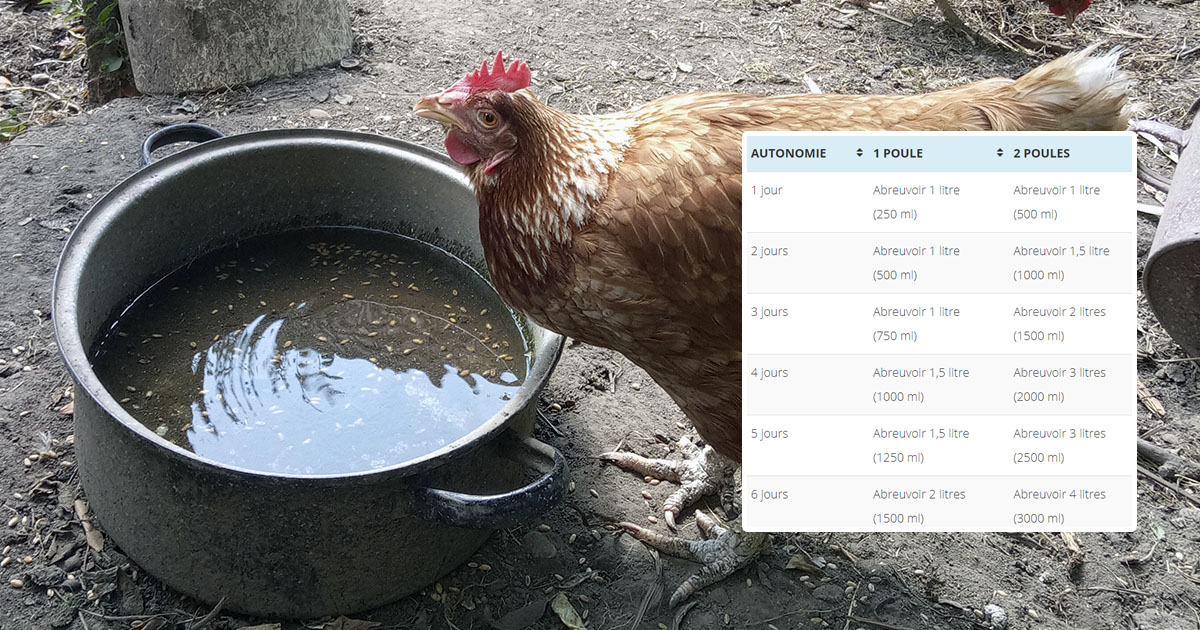 Quelle taille d'abreuvoir choisir pour une poule ?