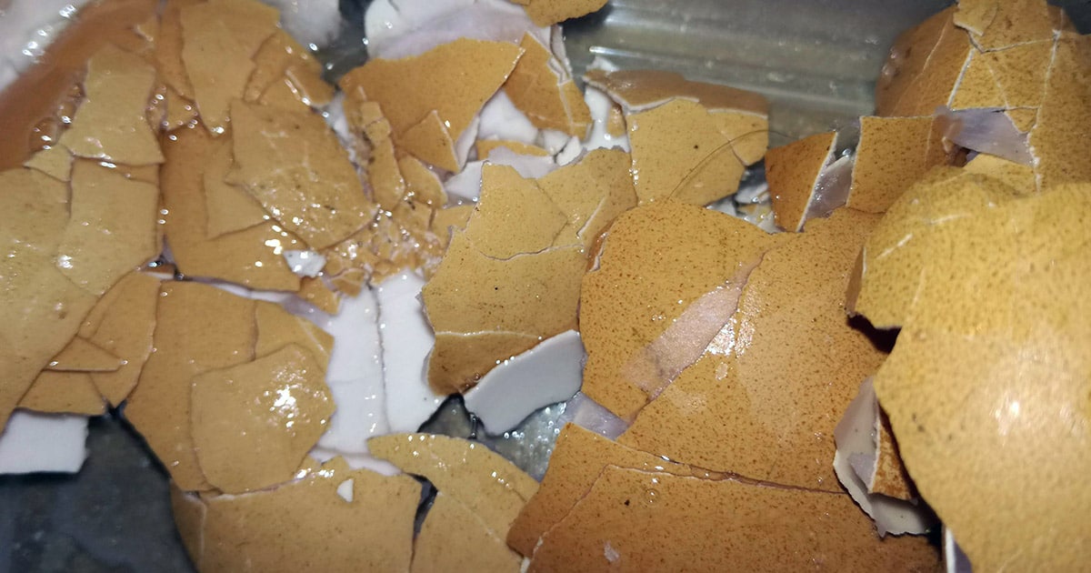 Donner les coquilles d'oeufs écrasées aux poules