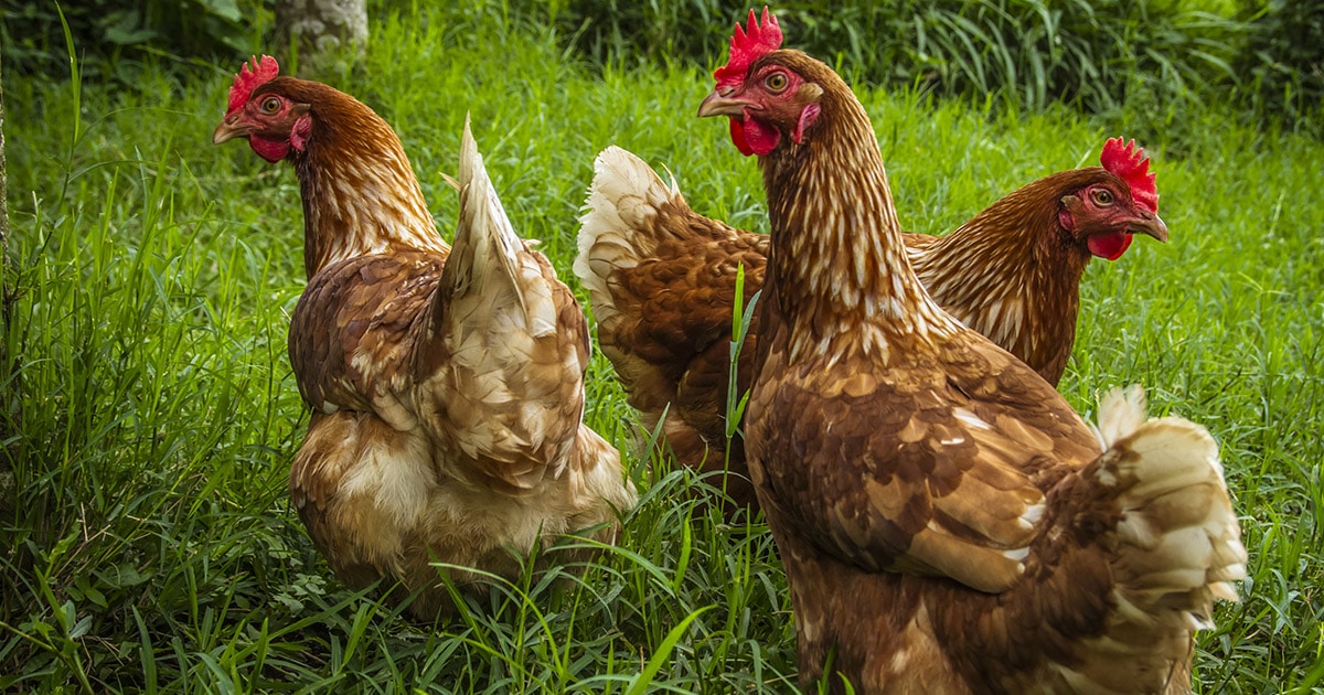 Quel espace faut-il pour avoir des poules : combien de m² ?