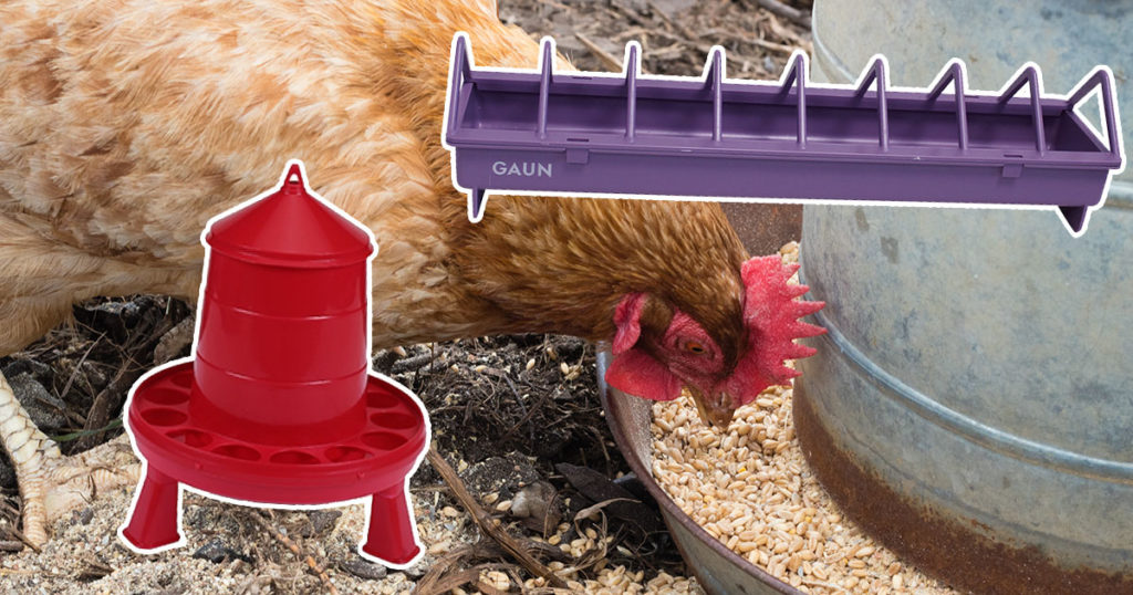 mangeoire poule