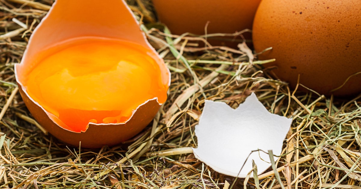 Alerte : mes poules cassent leurs oeufs