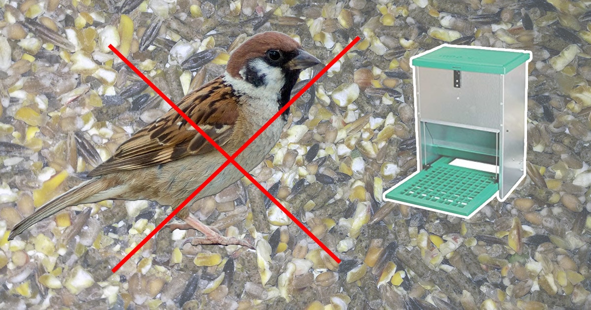 Mangeoire à poule anti-oiseau