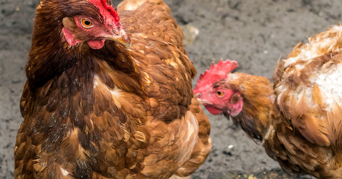 Déplumage des poules : le picage