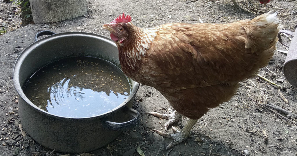 Poule qui boit dans le poulailler