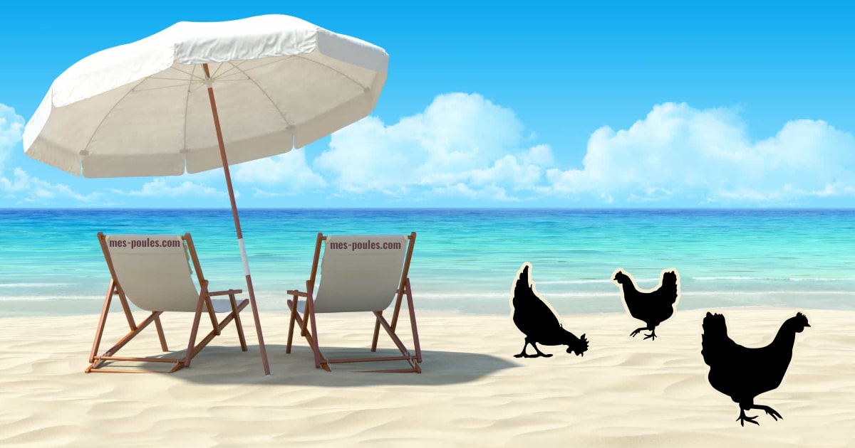 Vacances : que faire de mes poules ?