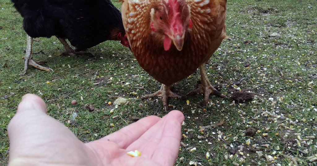 poules pondeuses