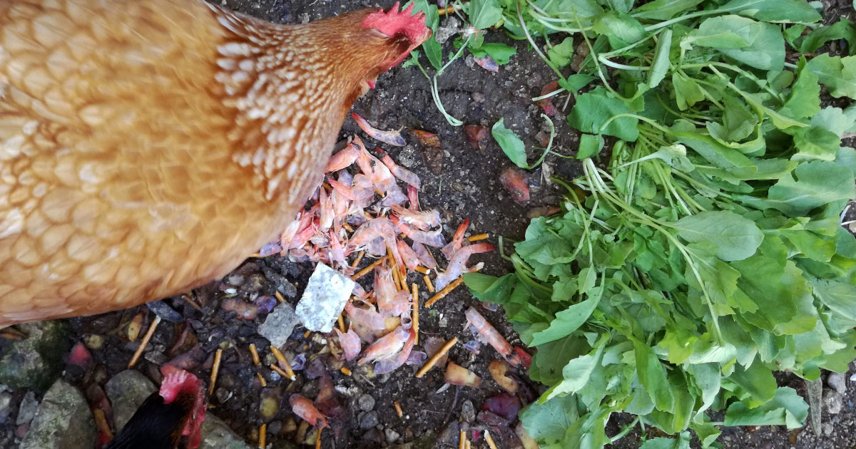 Poules gratuites : quand les villes ont tout compris !