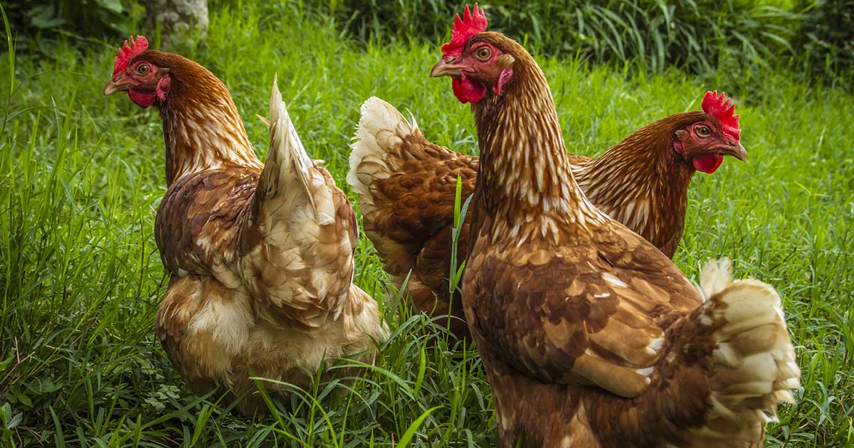 Avoir 4 poules : le guide