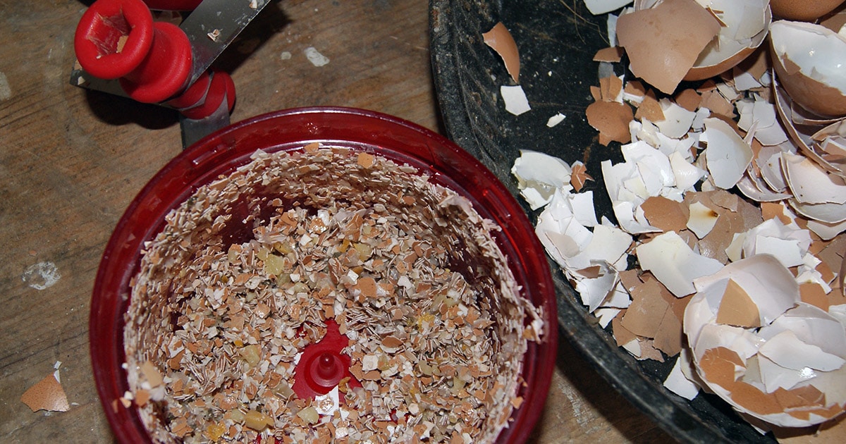 Comment broyer les coquilles d'oeuf ?