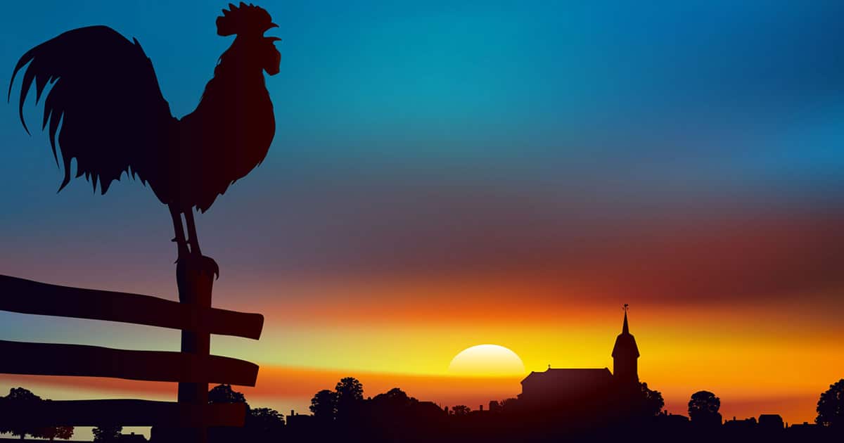 Pourquoi le coq chante t-il le matin ?