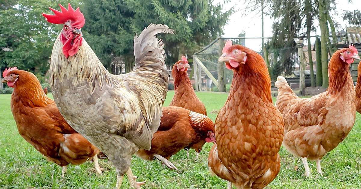 Faut-il un coq dans son poulailler ?