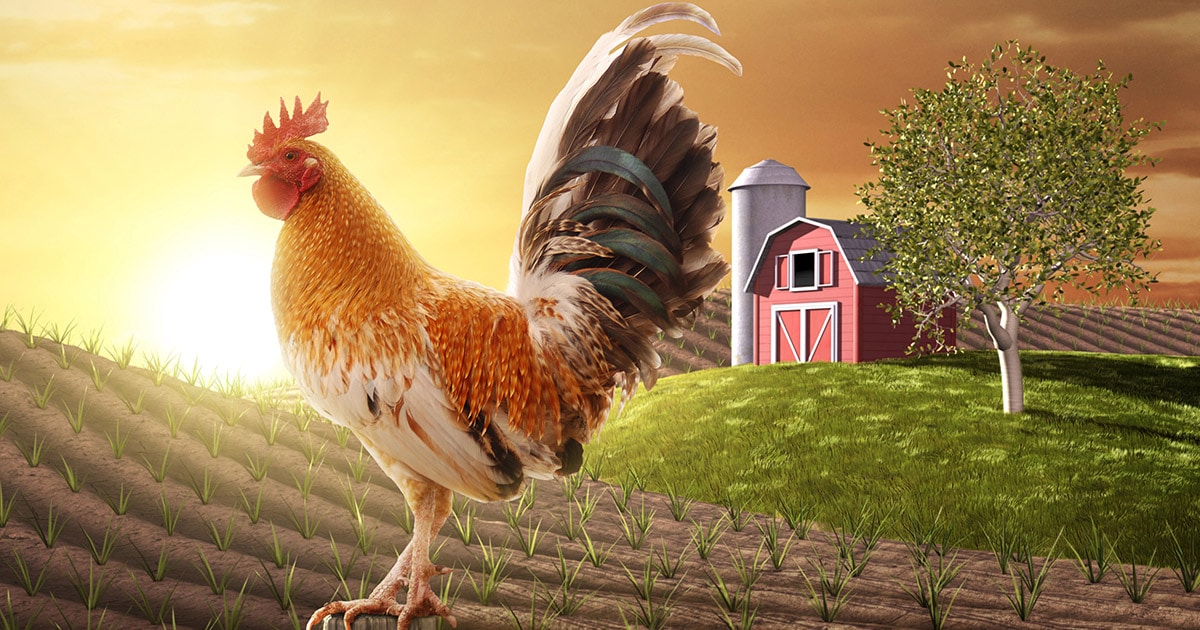 Empêcher le coq de chanter (trop tôt)