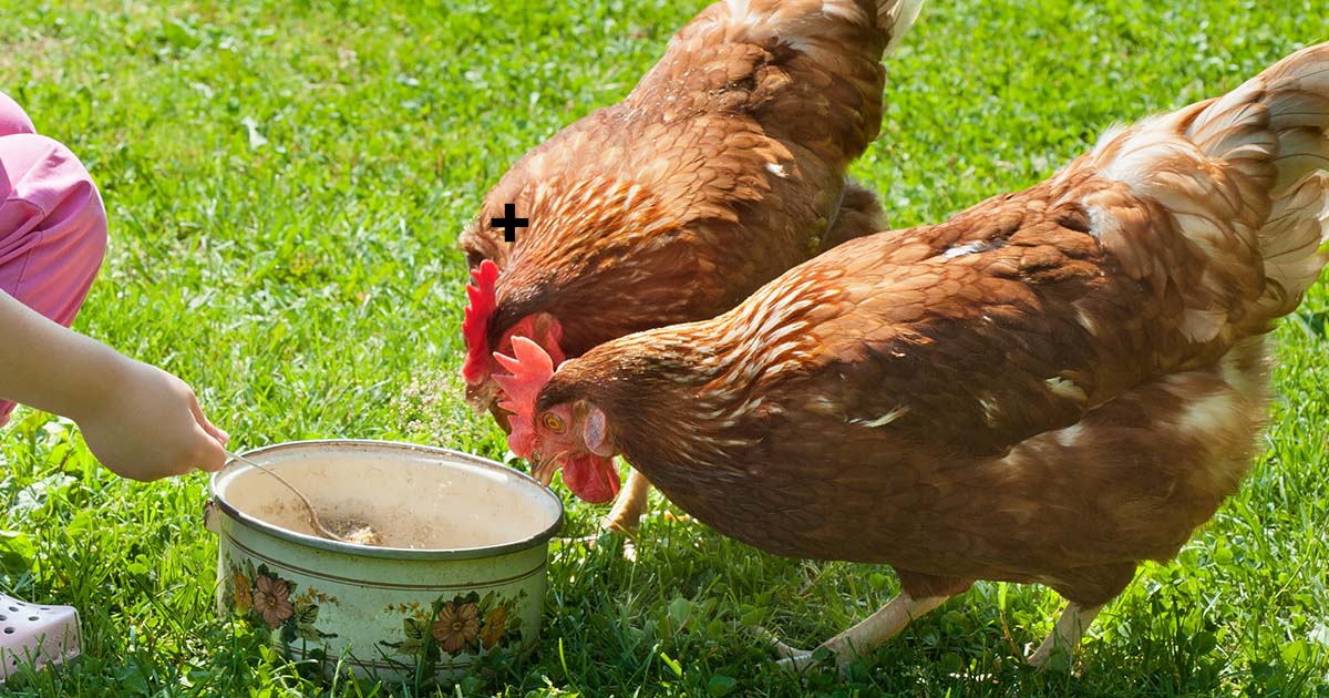 Avoir 2 poules : le guide