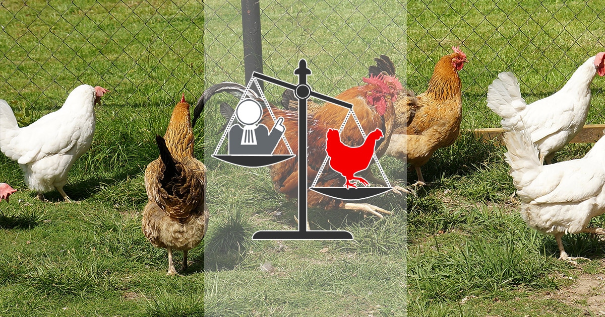 La règlementation autour du poulailler : que dit la loi, a t-on le droit d'avoir des poules ?