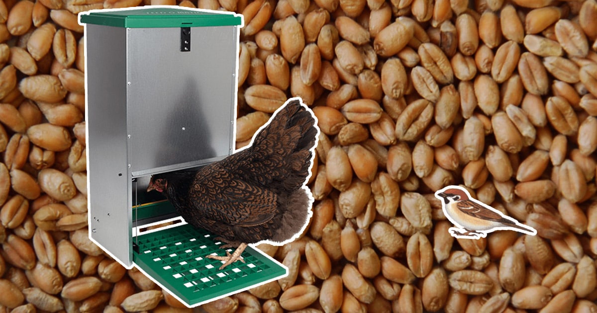 Test de la mangeoire feedomatic