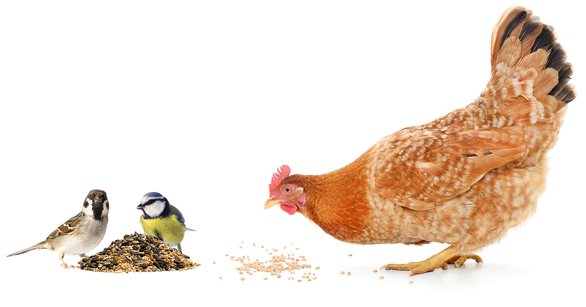 Protéger son poulailler des oiseaux