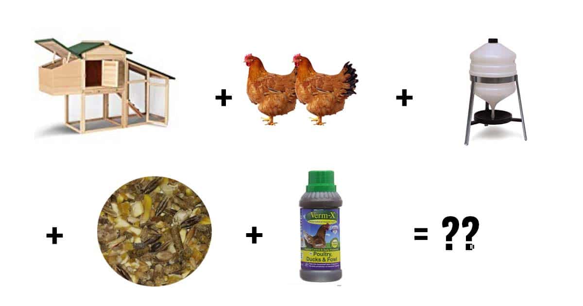 Budget poules : combien ça coûte ?