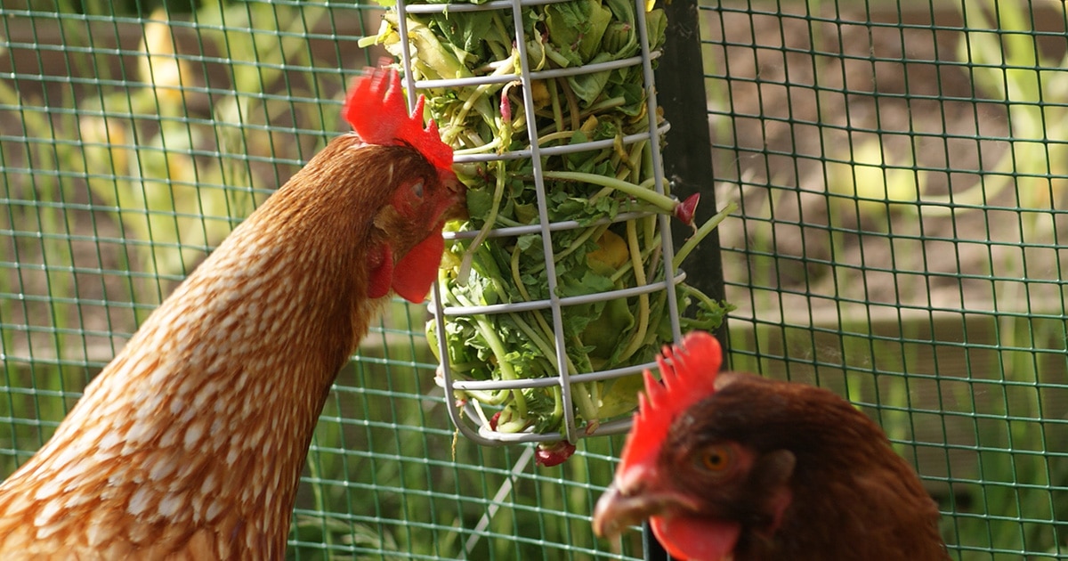 Caddi,un distributeur de nourriture pour les poules