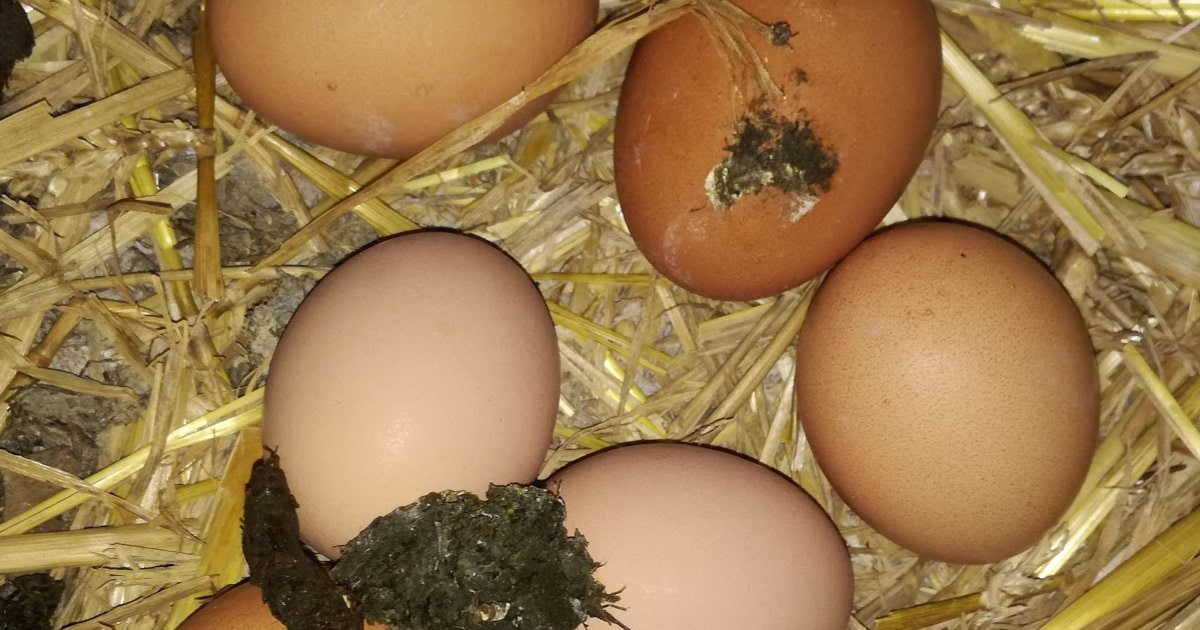 Mes oeufs sont sales, pourquoi ?