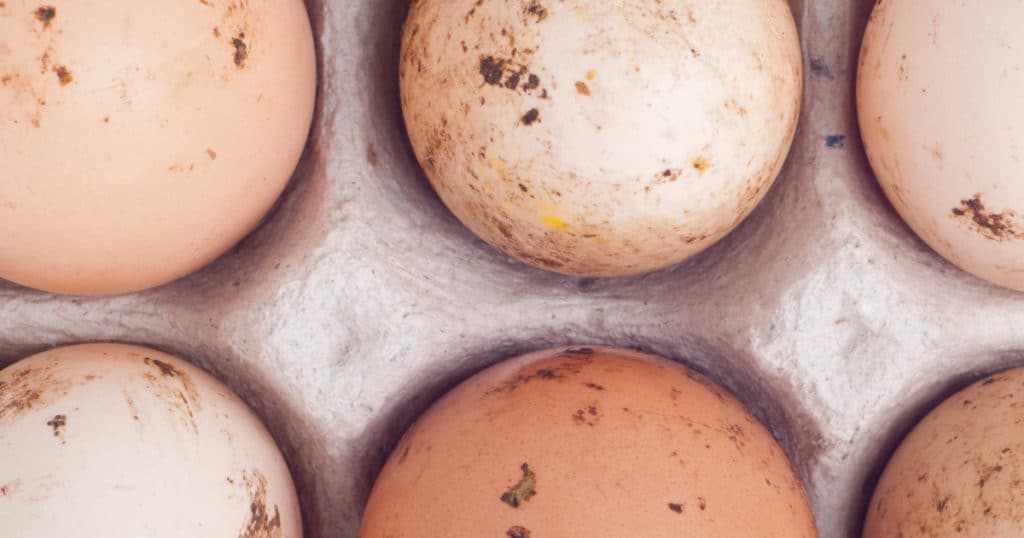 oeufs de leghorn