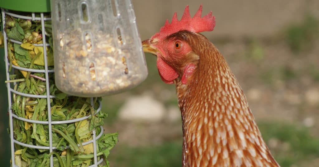 Les jeux à picorer Omlet
