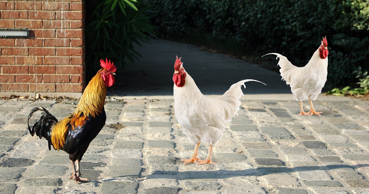 Poulailler en ville : des poules en milieu urbain ?