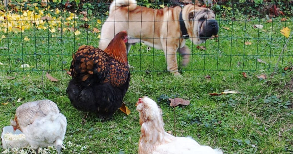 Chiens qui n'attaquent pas les poules a travers l'enclos