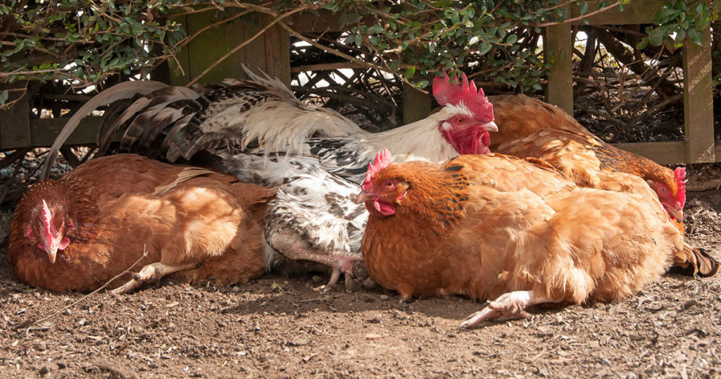 Canicule chez les poules