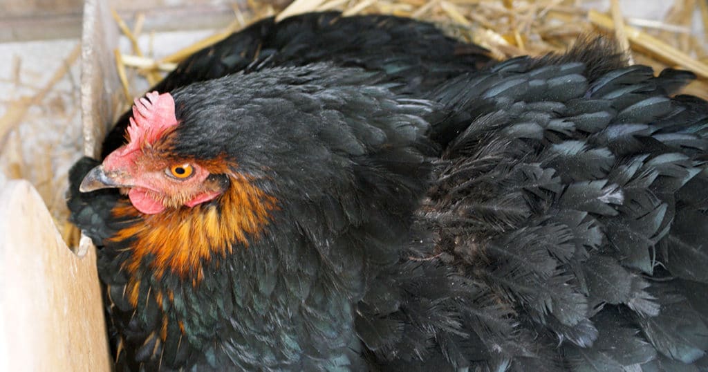 poule noire