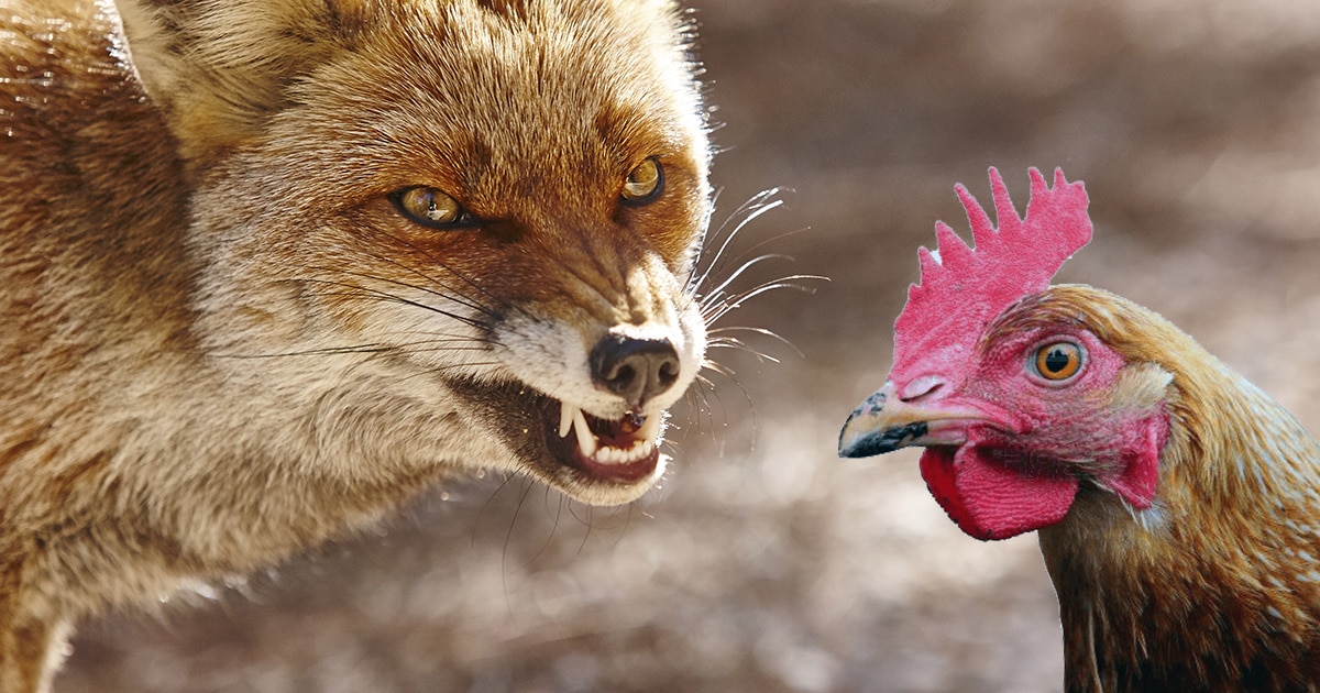 Attaque de renard : comment protéger son poulailler ?