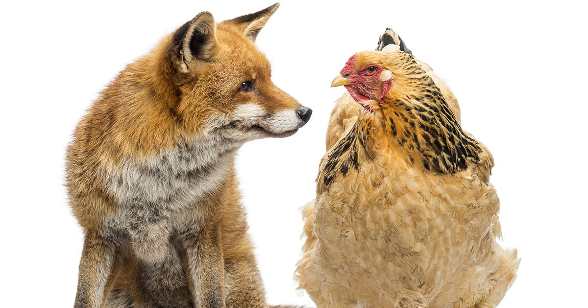 Prédateurs : quels sont ceux qui attaquent les poules ?