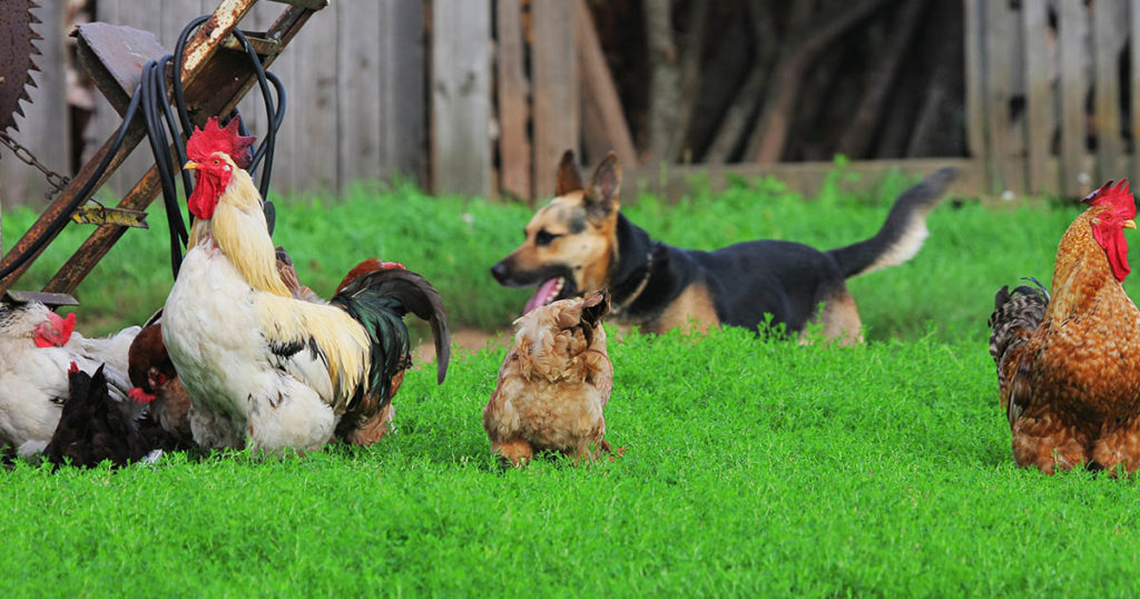 Chien et poule, est ce que ça va ensemble