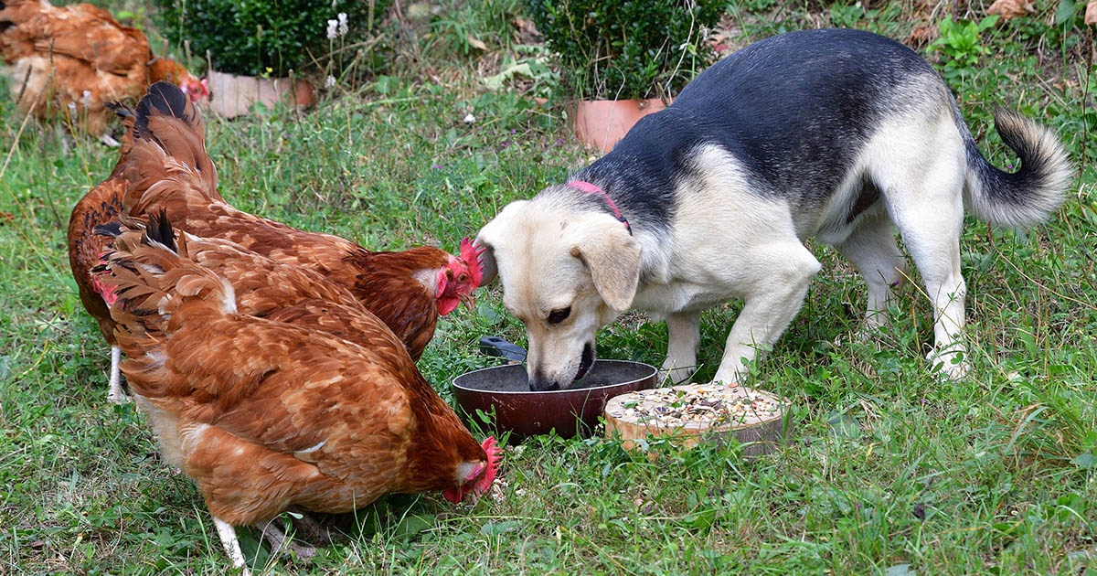 Chien et poule, une cohabitation possible ?