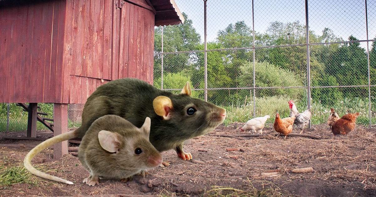 Rats et souris : éloigner les rongeurs du poulailler