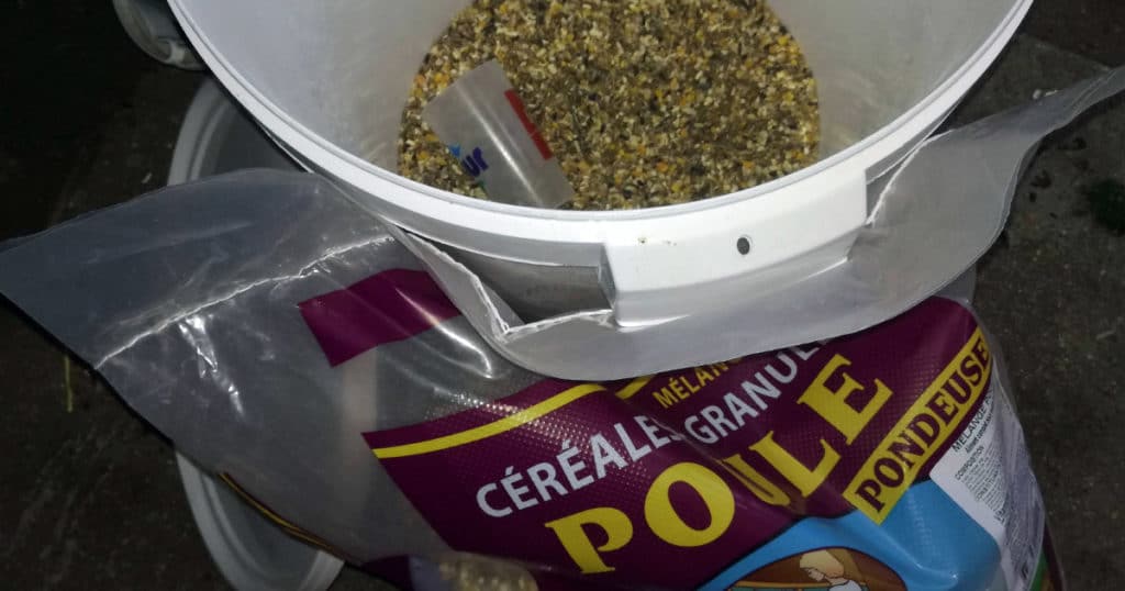 des graines pour les poules