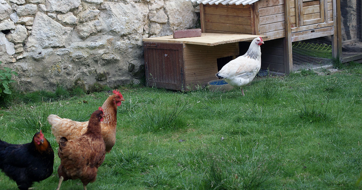 Intégrer une nouvelle poule dans le poulailler