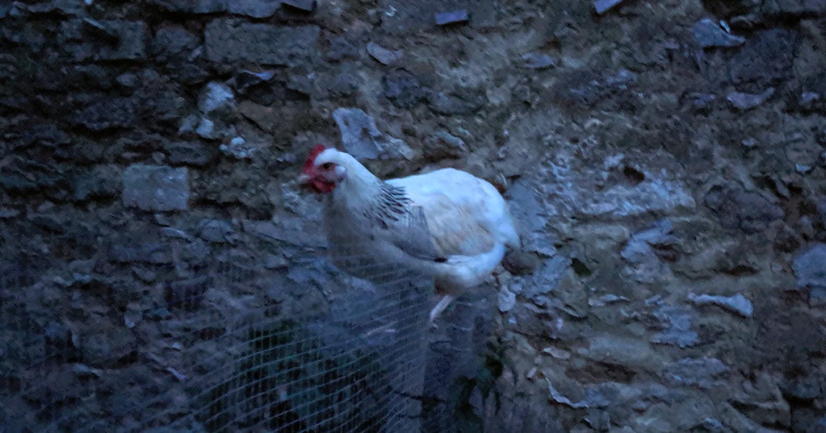 Mes poules dorment dehors